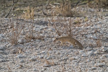 Suricate bebeği beslemek için. Etkin Namibya.