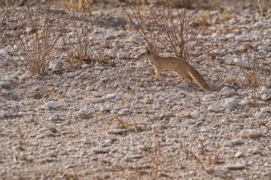 Gıda bebeği için arıyorsunuz suricate. Etkin. Namibya.