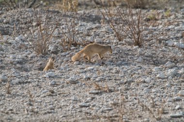 Suricate bebeği beslemek için. Etkin Namibya.