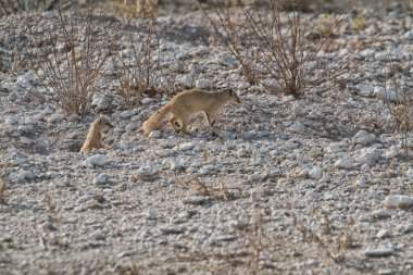 Suricate bebeği beslemek için. Etkin Namibya.