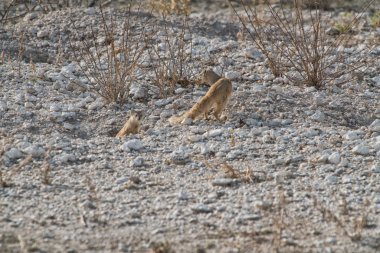 Suricate bebeği beslemek için. Etkin Namibya.