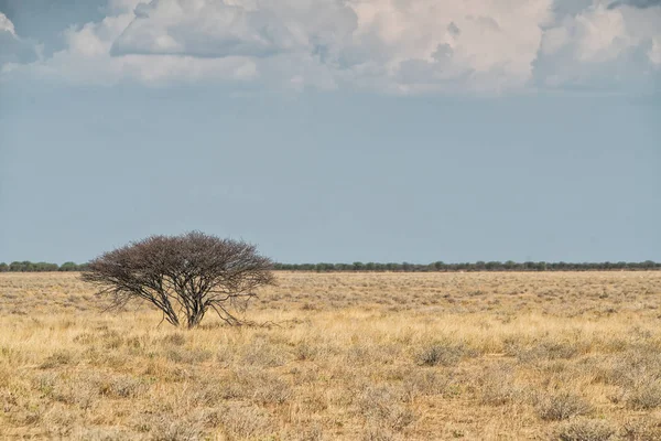 Ha pan, bekannt als espinheira. — Stockfoto