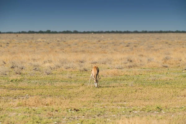 Springbock, um Gras auf namibischem Brot zu essen. Afrika. — Stockfoto