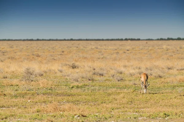 Springbok fű Namíbiai kenyeret enni. Afrika. — Stock Fotó