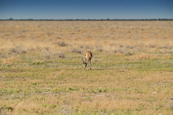 Springbok att äta gräs på namibiska bröd. Afrika. — Stockfoto