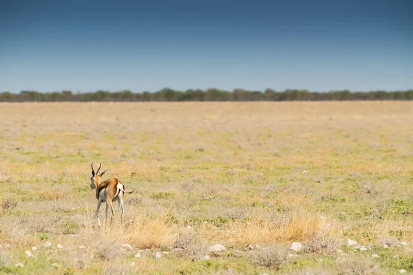 SPRINGBOCK att gå på etosha savannen. Afrika. — Stockfoto