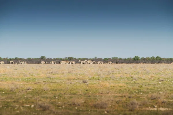 ฝูงของ zebras เดินบน etosha นามิเบีย แอฟริกา . — ภาพถ่ายสต็อก