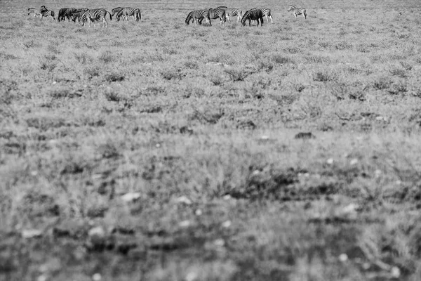 Стадо зебр идет по этоше. Намибия. Африка. Версия Bw — стоковое фото