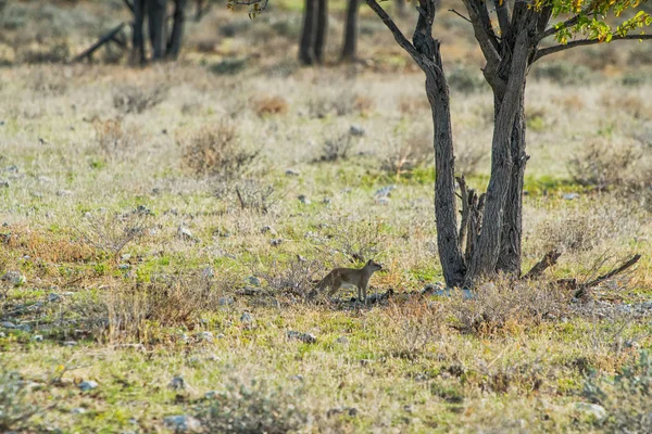 Suricate egy fa alatt. Etosha. Namíbia — Stock Fotó