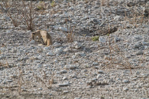 Gıda bebeği için arıyorsunuz suricate. Etkin. Namibya.
