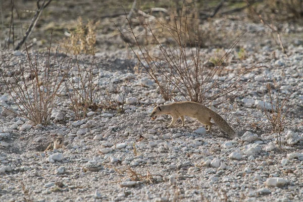 Suricate a takarmány a baba. Etosha Namíbia. — Stock Fotó