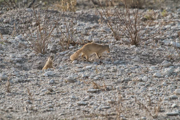 Suricate a takarmány a baba. Etosha Namíbia. — Stock Fotó