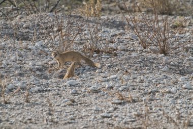 Suricate bebeği beslemek için. Etkin Namibya.