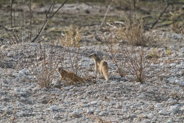 Suricate para alimentar a su bebé. Etosha Namibia . — Foto de Stock