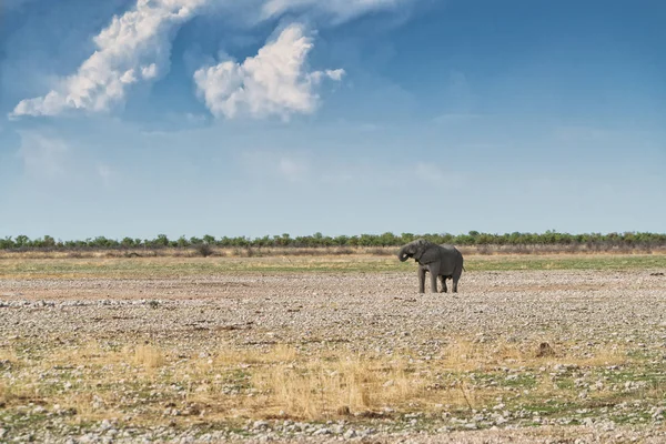 Éléphant marchant sur la savane africaine d'Etosha. Namibie . — Photo