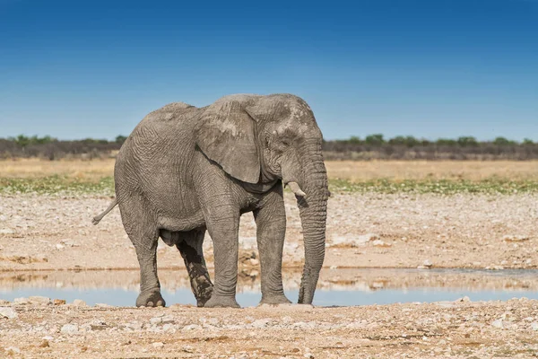 Slonice na africké savany Etosha. Namibie. — Stock fotografie