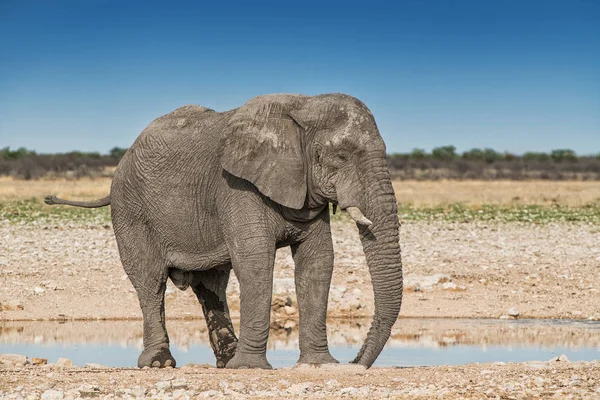 Slonice na africké savany Etosha. Namibie. — Stock fotografie