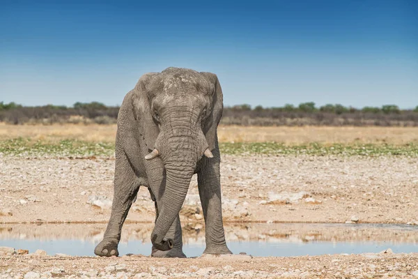 Elefante caminando sobre la sabana africana de Etosha. Namibia . — Foto de Stock