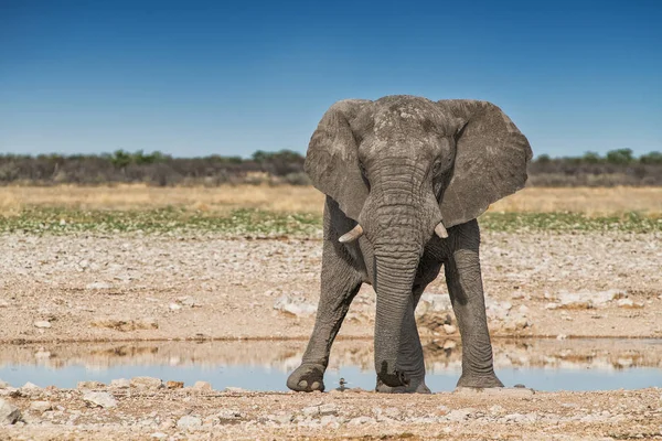 Slonice na africké savany Etosha. Namibie. — Stock fotografie