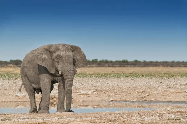 Slonice na africké savany Etosha. Namibie. — Stock fotografie