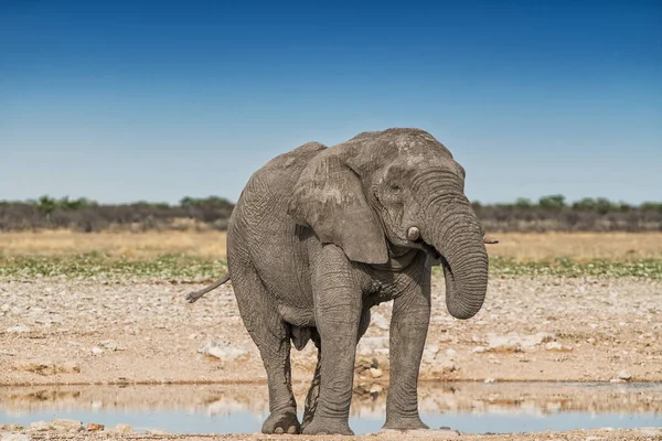 Elefante água potável na savana de Etosha.Namíbia . — Fotografia de Stock
