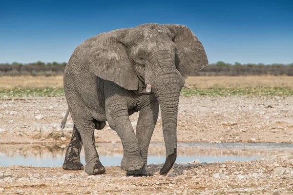 Elefantenwanderung in der afrikanischen Savanne von Etoscha. Namibia. — Stockfoto