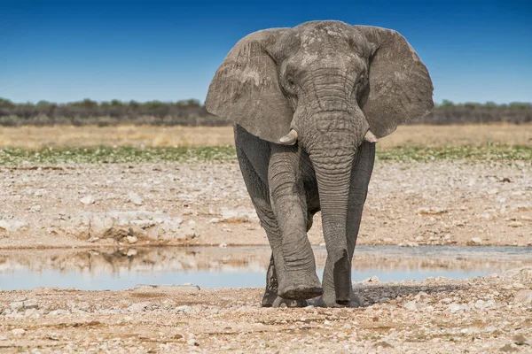 Elefante caminando sobre la sabana africana de Etosha. Namibia . — Foto de Stock