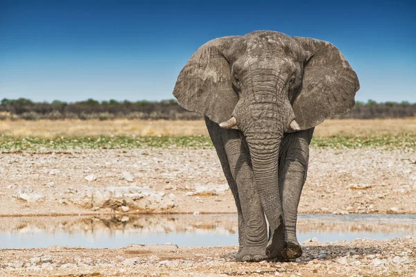 Elefante caminando sobre la sabana africana de Etosha. Namibia . — Foto de Stock