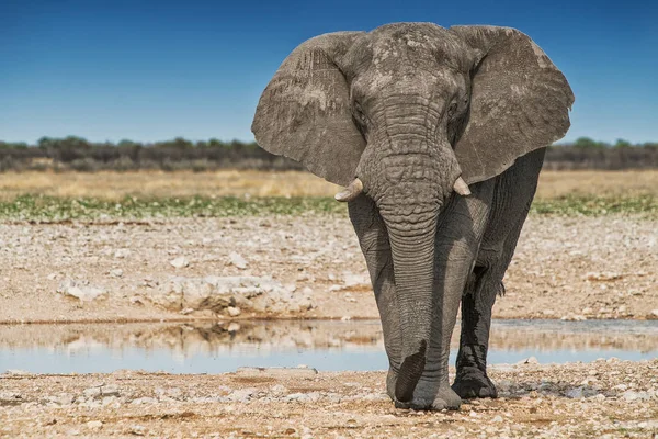 Elefante caminando sobre la sabana africana de Etosha. Namibia . — Foto de Stock