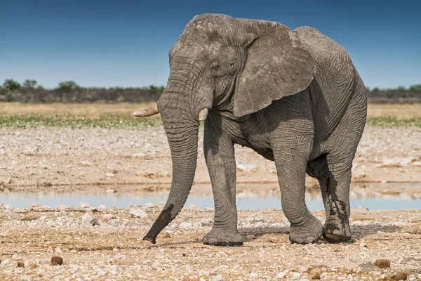 Elefante caminando sobre la sabana africana de Etosha. Namibia . — Foto de Stock