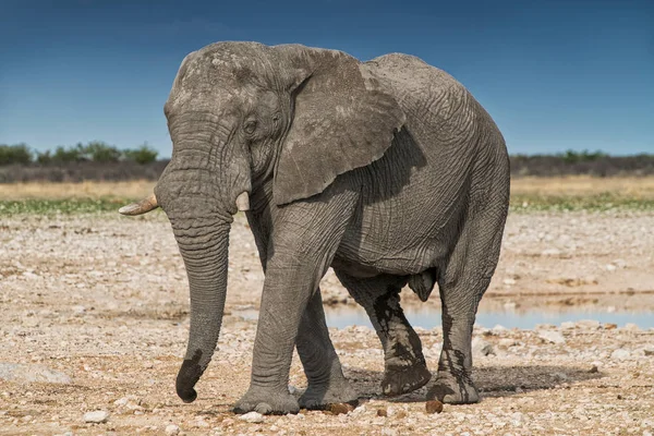 Elefante caminando sobre la sabana africana de Etosha. Namibia . — Foto de Stock