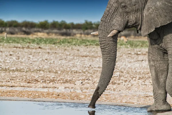 Pitná voda v savannah Etosha.Namibia slon. — Stock fotografie
