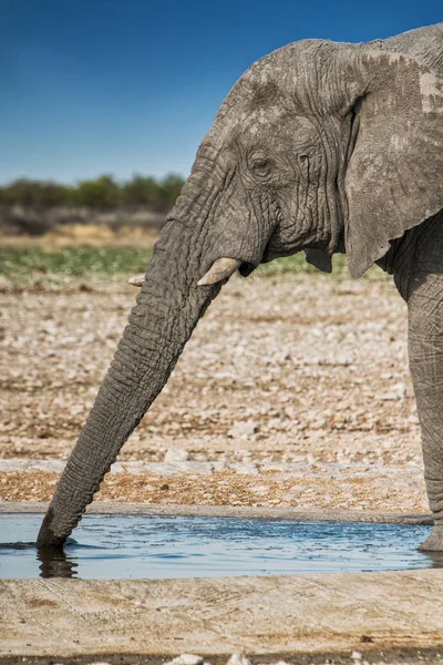 Eau potable d'éléphant dans la savane d'Etosha.Namibie . — Photo