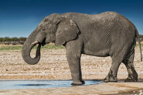 Pitná voda v savannah Etosha.Namibia slon. — Stock fotografie