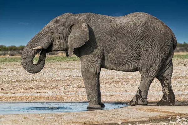 Agua potable para elefantes en la sabana de Etosha.Namibia . — Foto de Stock