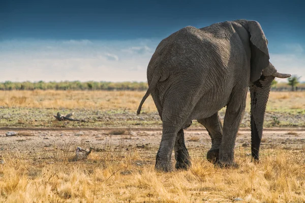 Elefánt vissza az afrikai szavanna Etosha járni. Namíbia. — Stock Fotó