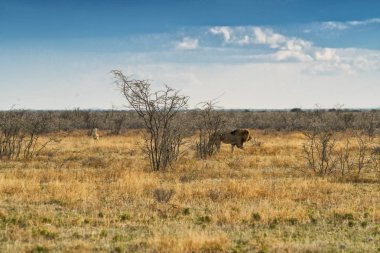Aslan Afrika Savannah'ın üzerinde yürüme. Günbatımı ışığı ile yan görünüm. Namibya. Afrika.
