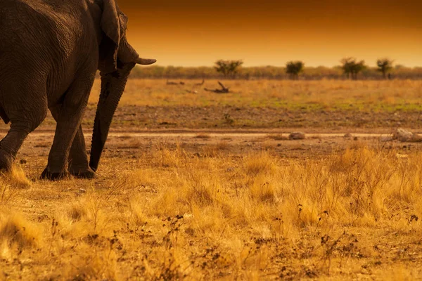 Elefante caminando sobre una sabana africana, con puesta de sol. Etosha. Namibia . — Foto de Stock