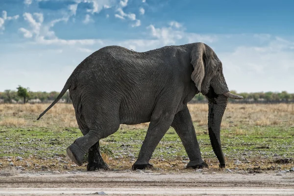 Elefánt gyaloglás-ra egy afrikai szavanna, a gyönyörű naplemente fény. Etosha. Namíbia. — Stock Fotó