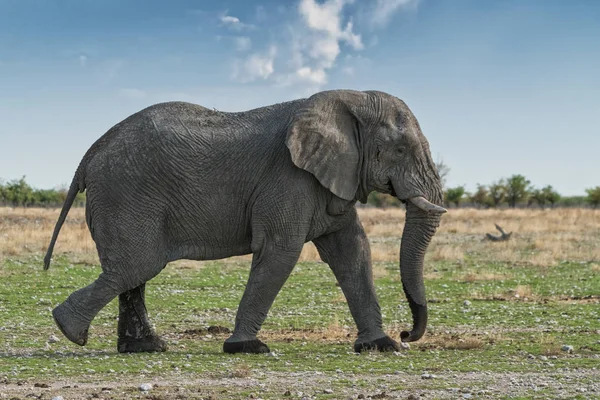 Elefánt gyaloglás-ra egy afrikai szavanna, a gyönyörű naplemente fény. Etosha. Namíbia. — Stock Fotó