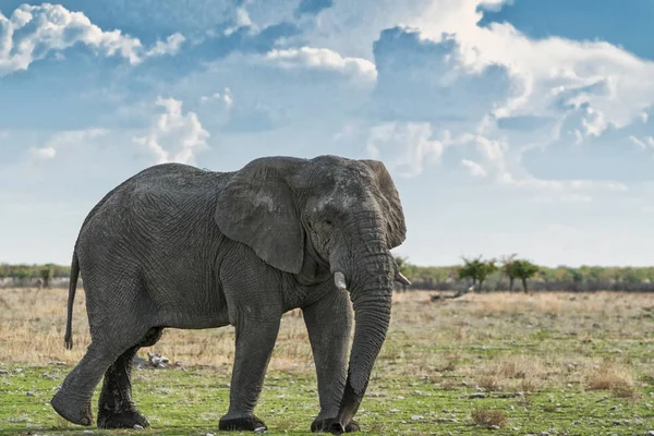 Elefánt gyaloglás-ra egy afrikai szavanna, a gyönyörű naplemente fény. Etosha. Namíbia. — Stock Fotó