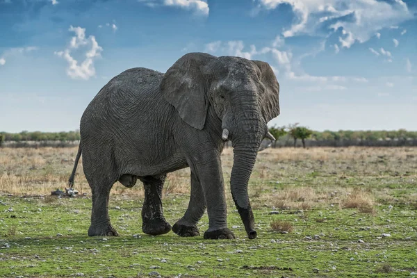 Elefante caminando sobre una sabana africana, con hermosa luz del atardecer. Etosha. Namibia . — Foto de Stock