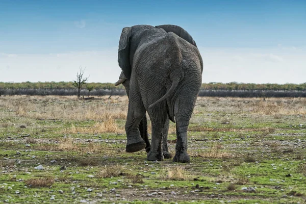 Elefante caminando sobre una sabana africana, con hermosa luz del atardecer. Etosha. Namibia . — Foto de Stock