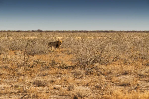 Löwe auf dem Weg in die afrikanische Savanne. mit Sonnenuntergangslicht, Seitenansicht. Namibia. Afrika. — Stockfoto