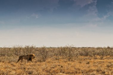 Aslan Afrika Savannah'ın üzerinde yürüme. Günbatımı ışığı ile yan görünüm. Namibya. Afrika.