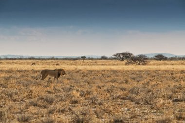 Aslan Afrika Savannah'ın üzerinde yürüme. Günbatımı ışığı ile yan görünüm. Namibya. Afrika.