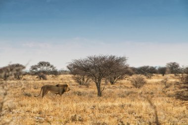 Aslan Afrika Savannah'ın üzerinde yürüme. Günbatımı ışığı ile yan görünüm. Namibya. Afrika.