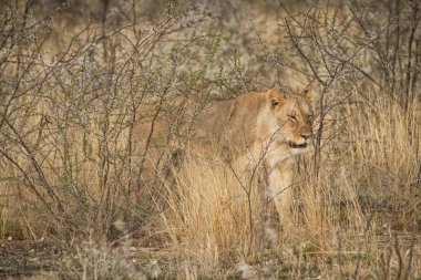 Afrika savana çalılar arasında yürüyen dişi aslan. Namibya.