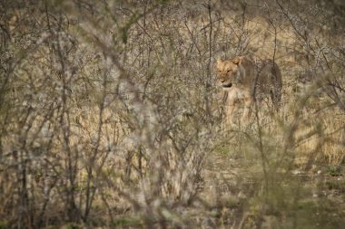 Afrika savana çalılar arasında yürüyen dişi aslan. Namibya.