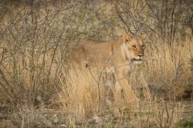 Afrika savana çalılar arasında yürüyen dişi aslan. Namibya.